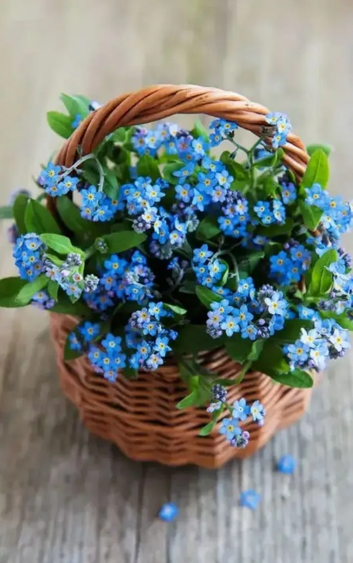 Букет незабудок