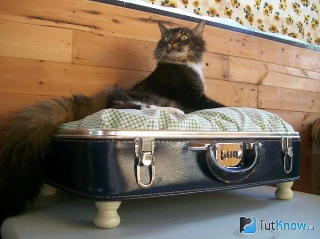 Спальное место для кота из чёрного чемодана