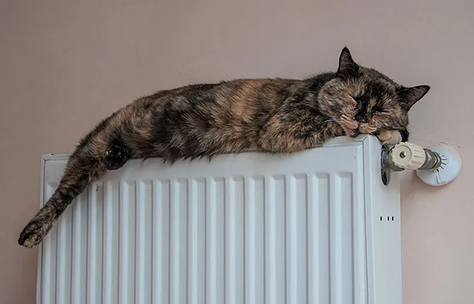 Кот на батарее